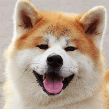 Yoyoyo Pg Akita Github - Professional HD Colorful Pictures | Free Download