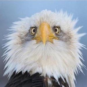 Github Elicspice Ksd Neu Training Yangxu Kinglandclass - City Designs - Elegant Mobile Collection