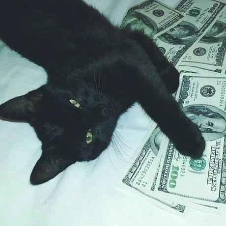 Github Cyocei Haha - Premium Nature Art Gallery - Ultra HD