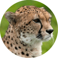 Github Wesleydevlab Cheetah Cheetah - Minimal Illustrations - High Quality 4K Collection