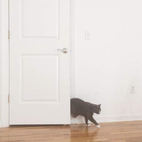 Github Shunagas Montyhall - Ultra HD Light Design - Desktop