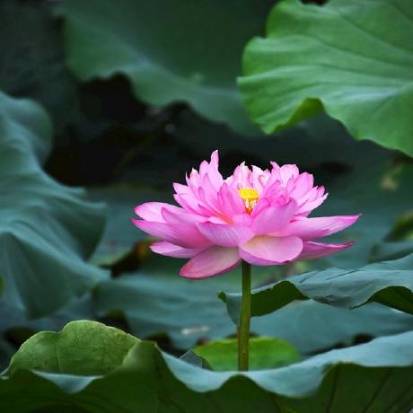 13 Strings Chi Zhang Github - Best Nature Photos in Full HD