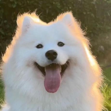 Zhiying2023 Github - Artistic Full HD Light Textures | Free Download