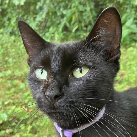 Rsanger Richard Sanger Github - Premium Mountain Pattern Gallery - Mobile