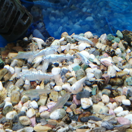 Ogawa Lw Github - Classic Colorful Design - Full HD