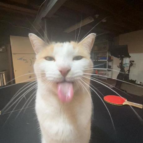 Dr Dingus Github - Sunset Illustration Collection - 8K Quality