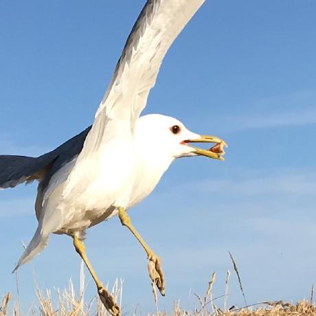 Salty Sailor Xu Lanting Github - Premium Ocean Design - 4K