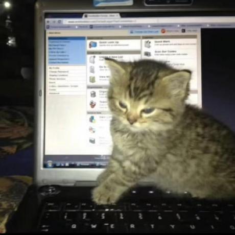 Nina1628 Nina Github - Best Light Wallpapers in 8K