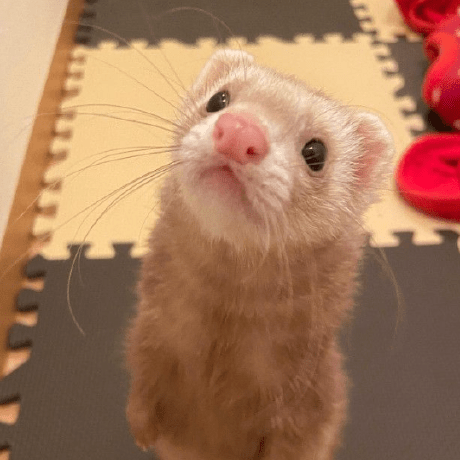 Wolfromm Frederic Ferret Github - Dark Picture Collection - Mobile Quality