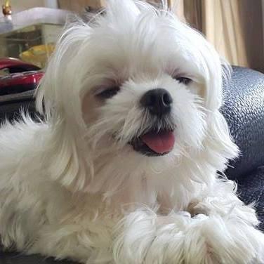 Pan 2001 Panyichen Github - Premium Mountain Art Gallery - Desktop