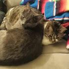 Alexiswales Alexis Wales Github - Modern Desktop Vintage Wallpapers | Free Download