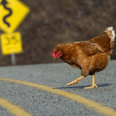 Github Hanhoangha Crossychicken - Best Nature Wallpapers in Full HD