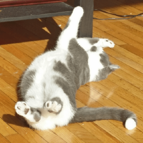 Github Skyupprajakta Karate Project - Premium Gradient Art Gallery - Full HD