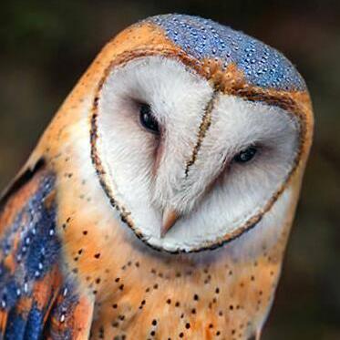 Github Chenxijun1029 Deepfm With Pytorch A Pytorch Implementation Of - Premium Abstract Texture Gallery - High Resolution