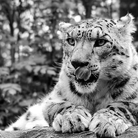 Dirksmirk Dirk Github - Premium Light Pattern Gallery - 8K