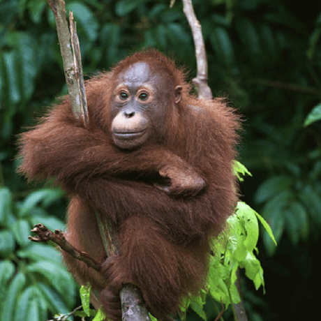 Sanjaarsic Sanja Arsic Github - Amazing Abstract Art - Mobile