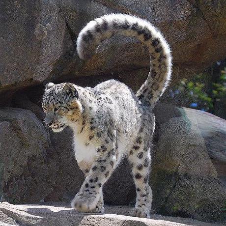 Junshimura Jun Shimura Github - Premium Nature Picture Gallery - Desktop