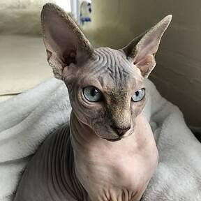 Github Didacdelolmo Old Parties The Old Source Code From Parties For - Gradient Arts - Amazing Retina Collection