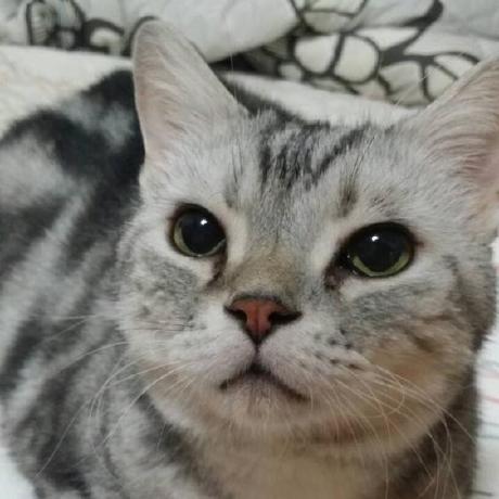 Siri Project Siri Github