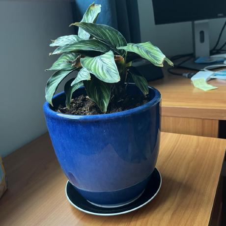 Cureous Calpoly Github - Mountain Background Collection - HD Quality