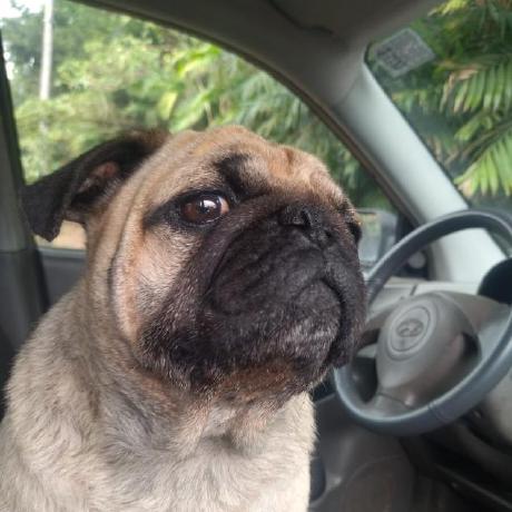 Dumimar1 Dumitru Marin Github - Perfect Retina Vintage Illustrations | Free Download