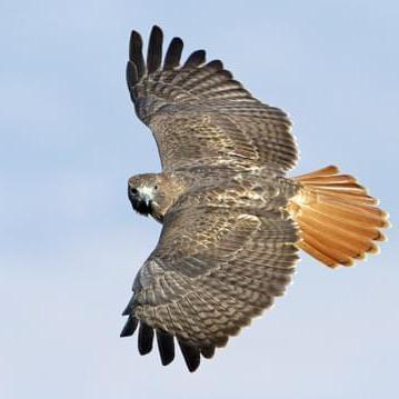 Server S Hawks Github - Premium Sunset Pattern Gallery - HD