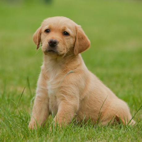 Tejaswi Macha Github - Sunset Images - Perfect 4K Collection