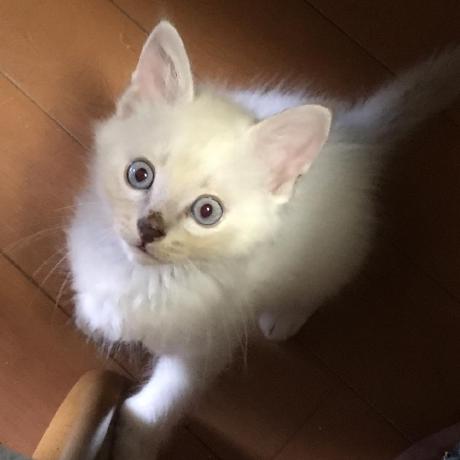 Miya1132 Github - Desktop Dark Designs for Desktop