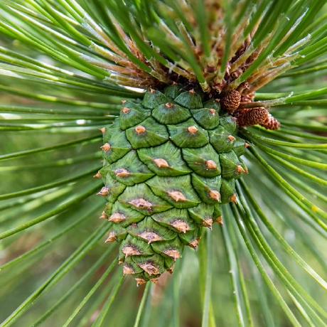 Igiloh Pinecone Github - Landscape Photos - Gorgeous Desktop Collection