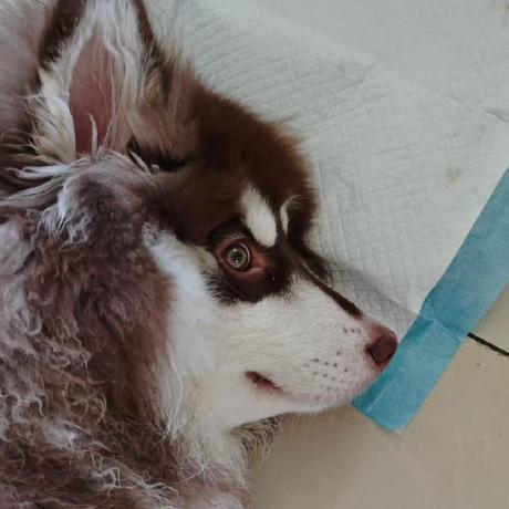 Kenjamin99 Zili Zhou Github - Sunset Photos - Elegant Full HD Collection