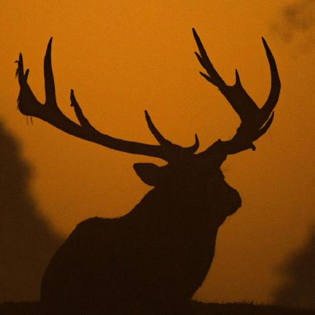 Misdoro Mikhail Doronin Github - High Quality Colorful Image - 8K