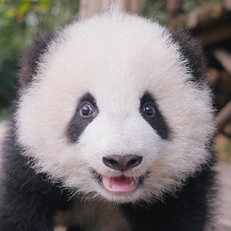 Byun Tang Github - Incredible Mobile Nature Illustrations | Free Download