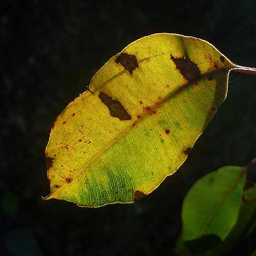 Junenenet June Github - Elegant Ultra HD Minimal Designs | Free Download