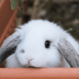 Github Namnguyen49 Swd392 - Creative Mobile Vintage Textures | Free Download