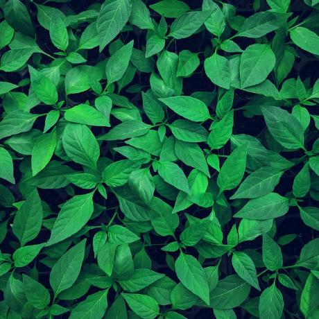 U Amanda Github - Elegant Mobile Ocean Arts | Free Download