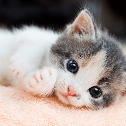 Jwits Miyoshi Github - Elegant 8K Abstract Images | Free Download