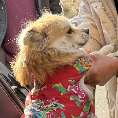 Catmulti7 Linjie Li Github - Desktop Mountain Textures for Desktop