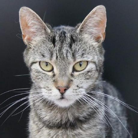 Oberon Open Source Software Oberon Oss Eu Github