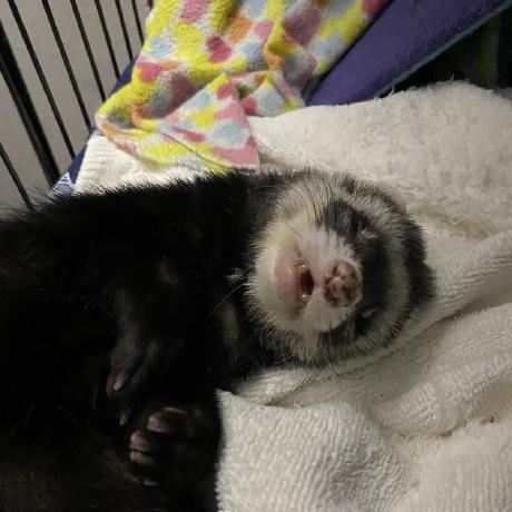 Releases Verityincorporated Lethalos Github - Download Ultra HD Nature Pattern | HD