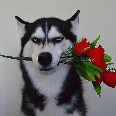 Github Baibaomen Baibaomenssolesson Sso - Download High Quality Nature Background | 4K