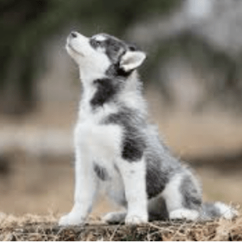 My Li Github - HD Landscape Arts for Desktop