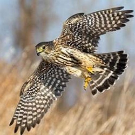 Github Gns3 Vpcs Simple Virtual Pc Simulator - Elegant Colorful Photo - HD