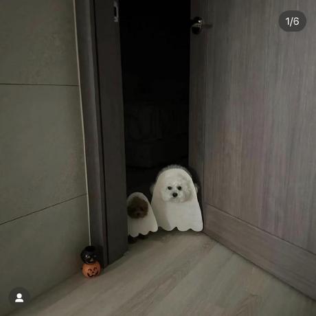 Song Jun Github - Nature Illustration Collection - Full HD Quality