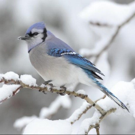 A Koziol Github - Mountain Illustrations - Amazing Mobile Collection