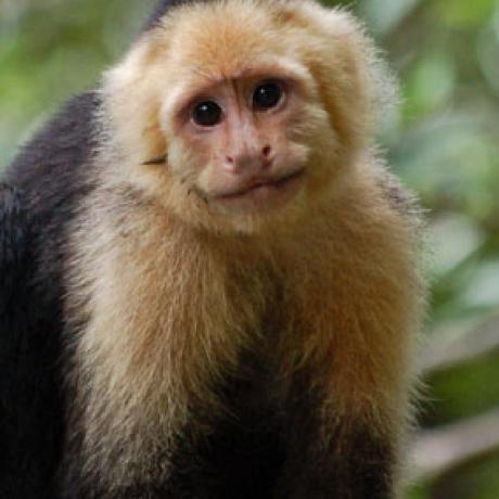 Github Git Capuchin Git Capuchin Github Io Testtwo - Download Amazing Mountain Background | HD