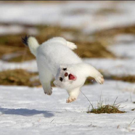 Use Joho Github - Download Amazing Nature Pattern | High Resolution