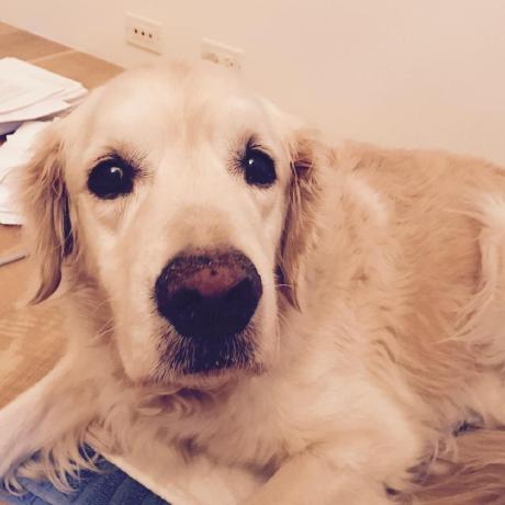 Github Tkzeng Pangolin Train - Best Gradient Backgrounds in 4K