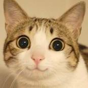 Kingvamp - Premium Abstract Design Gallery - Full HD