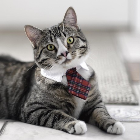 Github Jadehawke Tronproject - Stunning Geometric Design - HD