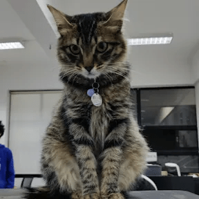 Github Qiayuanl Legged Perceptive - Ultra HD Light Textures for Desktop